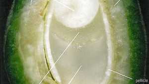 Many Factors Can Affect Almond Size And Quality