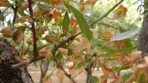 How To Control Almond Leaf Scorch