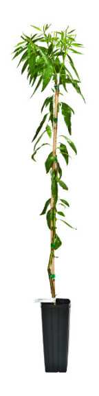 Almond Clonal Rootstock