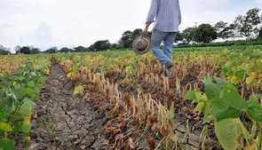 Research Project To Breed Beans Resistant To Climate Stresses