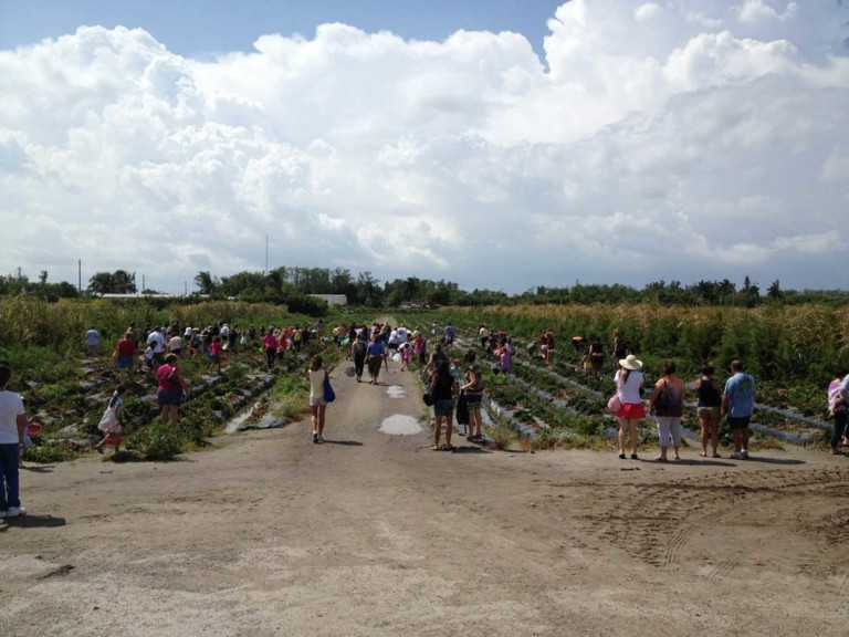 U-Pick Strawberries Are The Bomb