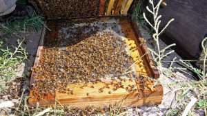 A Combination  Of Culprits Are Related To The Decline In Bee Populations