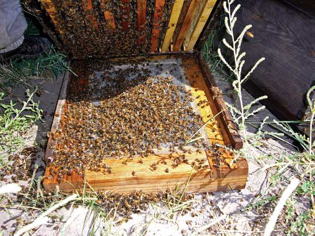 A Combination  Of Culprits Are Related To The Decline In Bee Populations