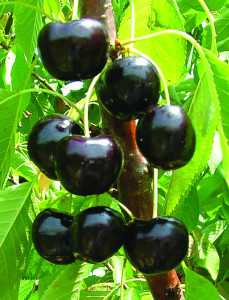 BlackPearl