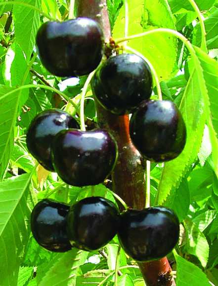 BlackPearl