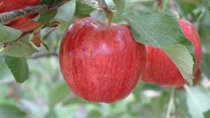 Blush Plant Growth Regulator Receives Federal Registration