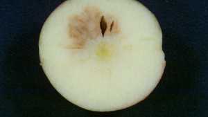 How To Successfully Store Honeycrisp