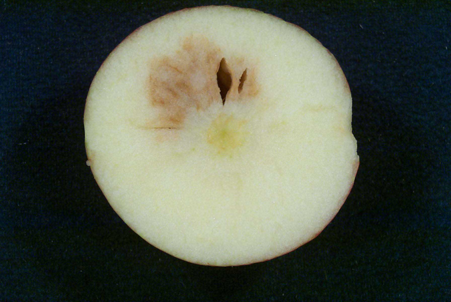 How To Successfully Store Honeycrisp