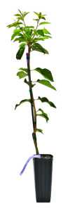 Cherry Clonal Rootstock