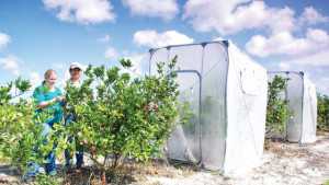 Researchers Look To The Sun For Help In Citrus Greening Fight