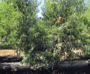 Controller 6™ (HBOK 27 cv.)  Rootstock for Stone Fruitries
