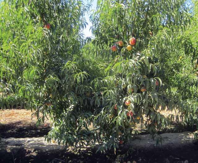 Controller 6™ (HBOK 27 cv.)  Rootstock for Stone Fruitries