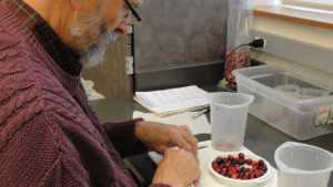 Cranberry Research Aims For Longer Shelf Life For Thanksgiving Staple