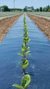 Dubois Agrinovation Inc.