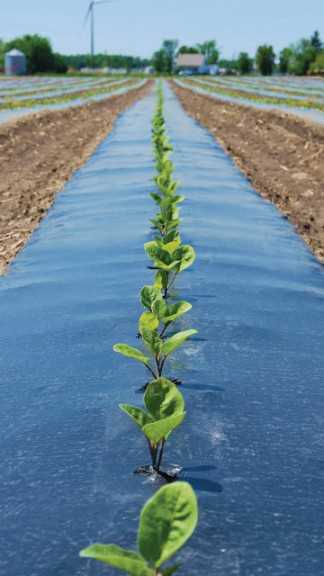 Dubois Agrinovation Inc.