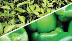 Absorbent Polymer Help Increase Yields