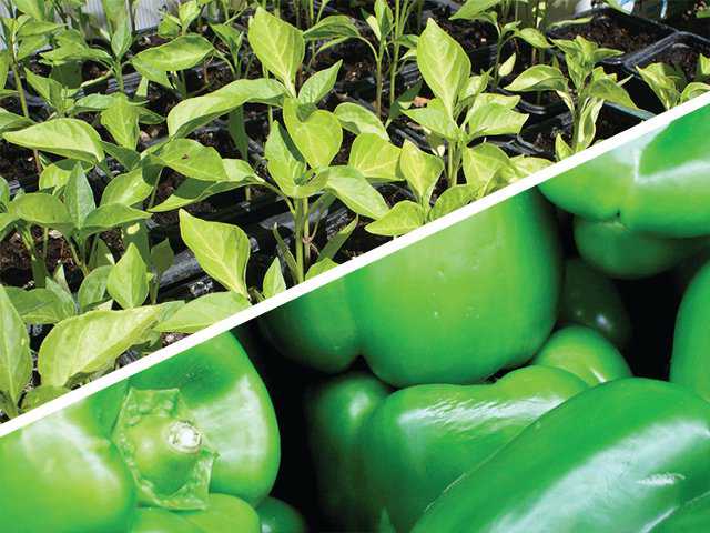 Absorbent Polymer Help Increase Yields