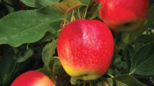 Gala, Honeycrisp Top Growth In Supermarkets