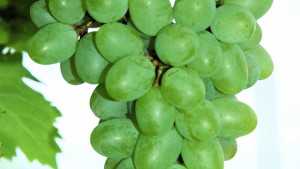 Double A Vineyards 2013 Varieties