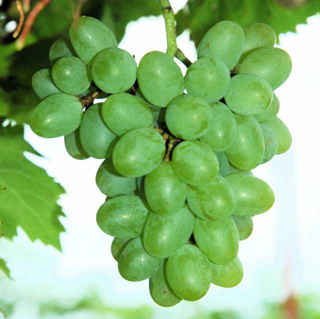 Double A Vineyards 2013 Varieties Growing Produce