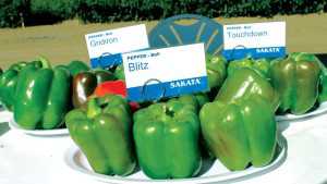 Sakata Introduces Three New Bell Pepper Varieties
