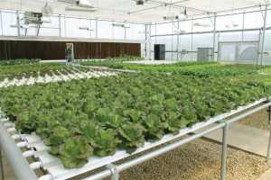 Growers Supply
