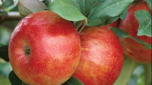 Harvest Expected To Be A Week Late For Michigan Apples