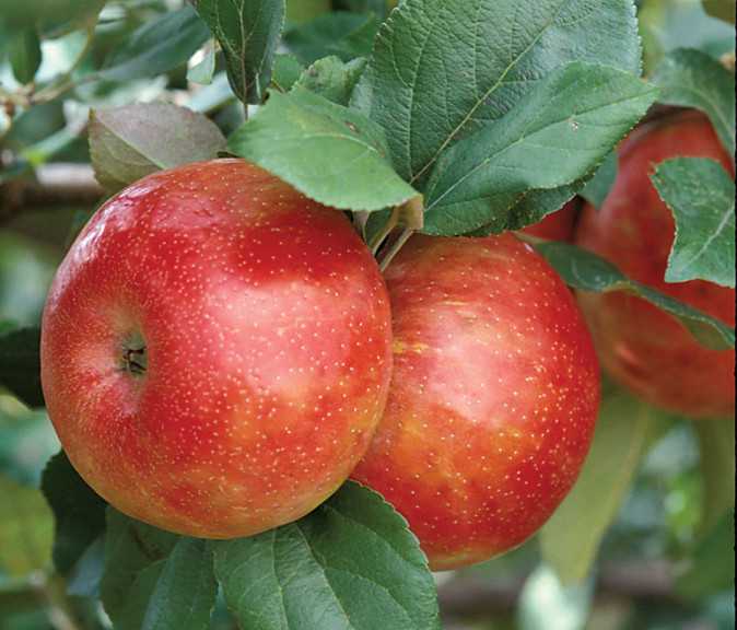 Honeycrisp
