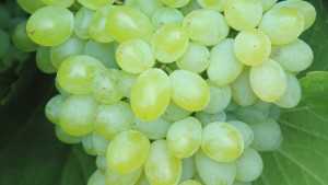 Tips For Finding Vine Balance