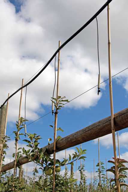 Using Micro Sprayers For Research In Apples