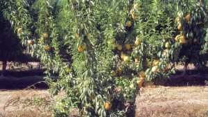 Fowler Nurseries 2013 Varieties