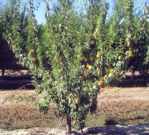 Krymsk® 1(VVA-1 cv.)  Rootstock for Stone Fruit 