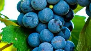 Are Table Grapes The Next Big Commodity In Missouri?