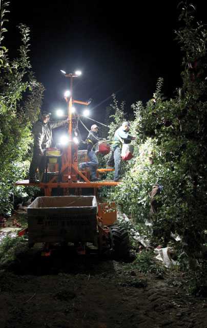 Is Nighttime The Right Time For Harvest?