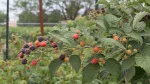 If You Could Plant Any Type Of Fruit, Consider A Caneberry [Opinion]