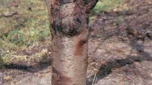 How To Choose Almond Rootstocks
