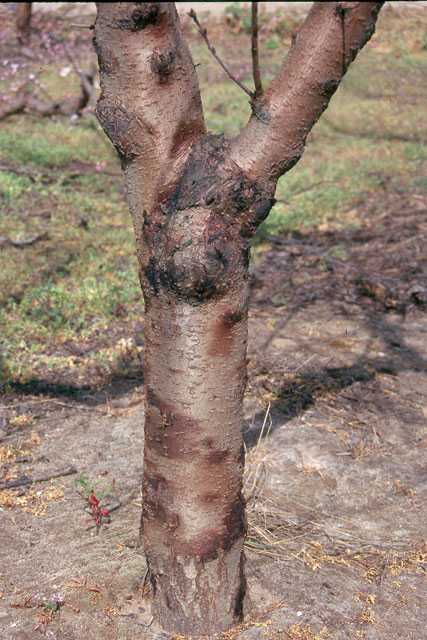 How To Choose Almond Rootstocks