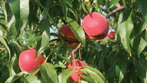 Flamin’ Fury Peaches 2013 Varieties