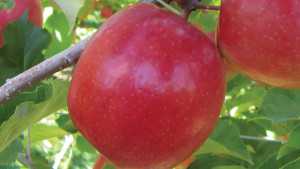 Pink Lady Apple Production Continues To Grow