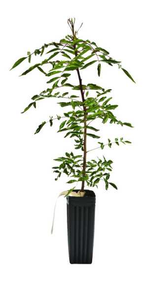 Pistachio Clonal Rootstock