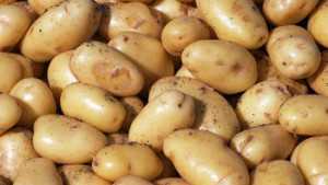Maine Potato Board And The University Of Maine Create Two New Potato Varieties