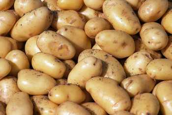 Maine Potato Board And The University Of Maine Create Two New Potato Varieties
