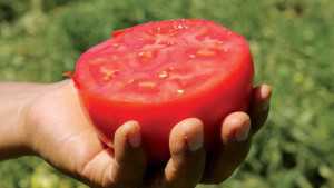Opinion: Growing Produce Is The Gift That Keeps On Giving