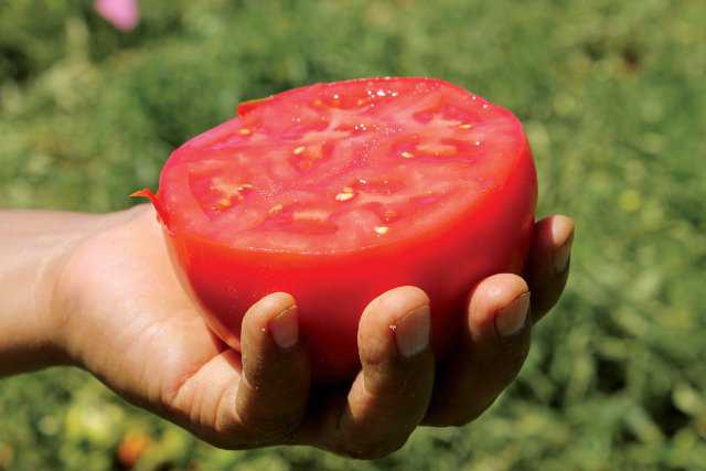 Webcast On IPM Of Whiteflies And Tomato Yellow Leaf Curl Virus