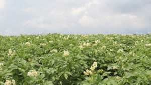 Crop Outlook 2014: Potatoes, Tomatoes, And Lettuce