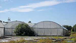Buzz Building About Citrus Seed-Source Trees Under Cover
