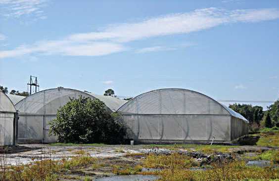 Buzz Building About Citrus Seed-Source Trees Under Cover
