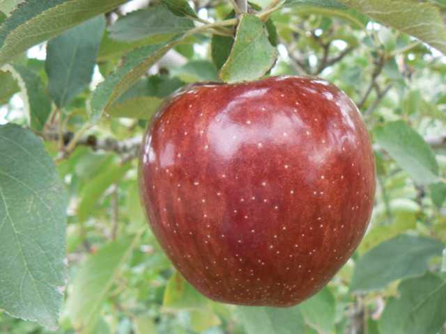 Fred Valentine Shares Lessons Learned In The Quest To Grow High Quality Apples