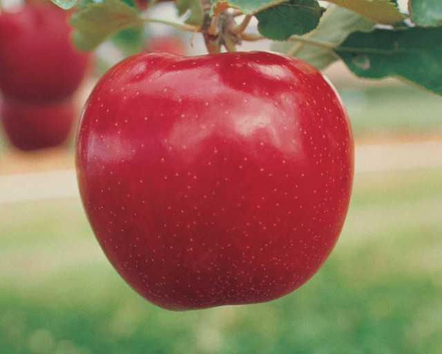 Red Jonaprince (Red Jonagold)