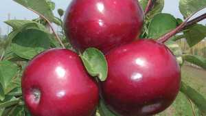 2013 Fruit And Nut Variety And Rootstock Showcase